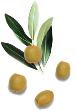Sfondo decorativo con rami di ulivo e olive verdi su sfondo trasparente
