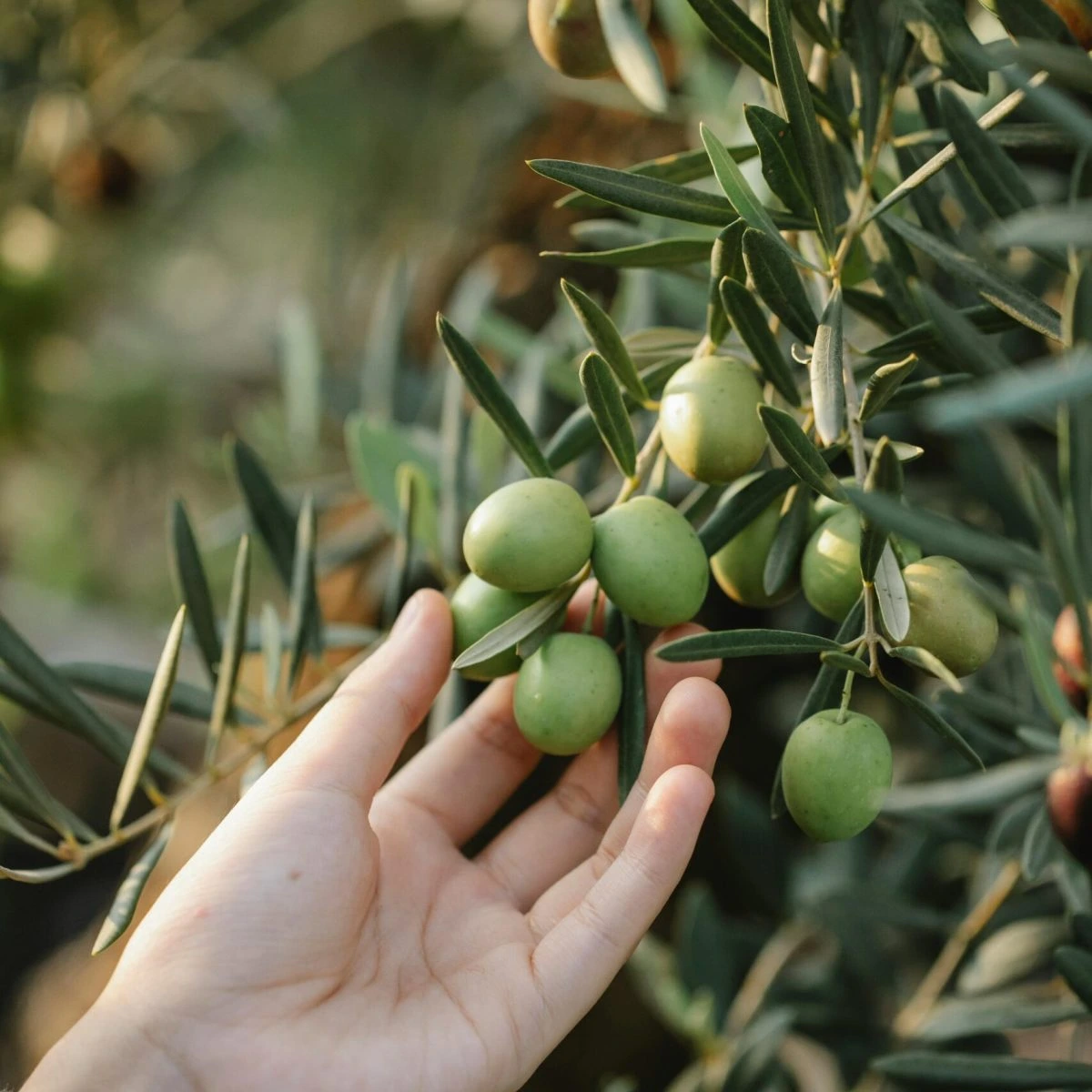Mano che raccoglie olive verdi direttamente dall’albero