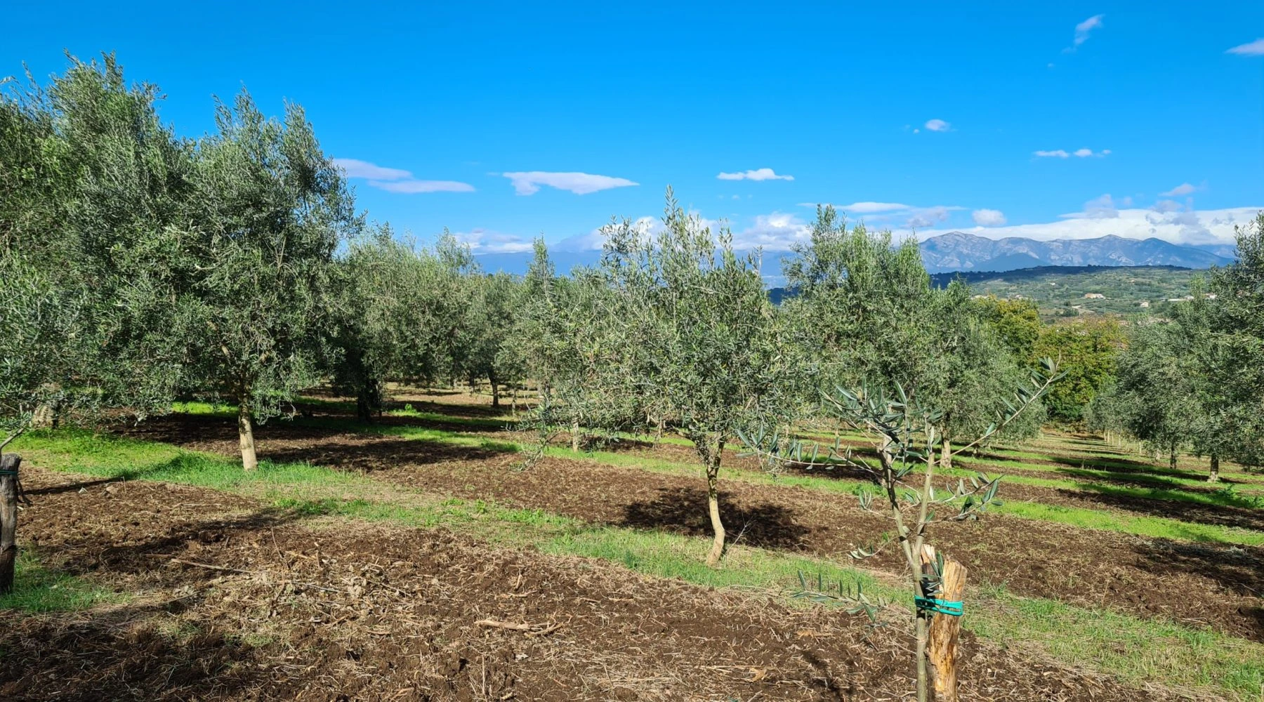 Uliveto Terre Caudine in primo piano con montagne sullo sfondo