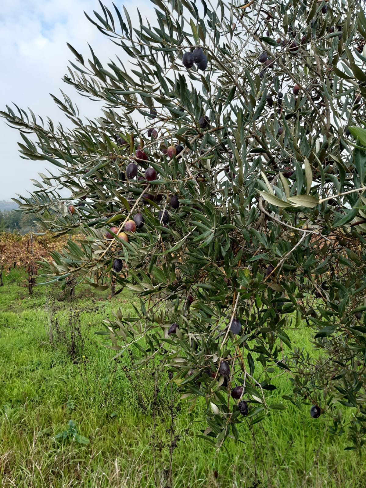Ulivo Ortice con olive scure in maturazione su ramo