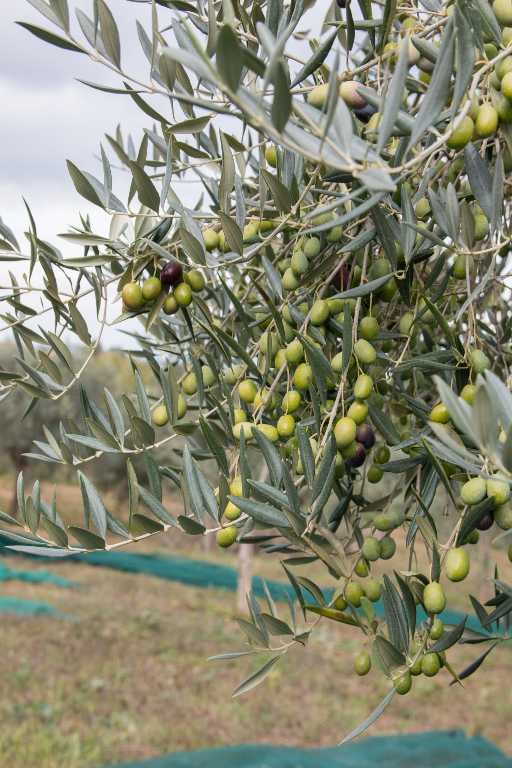 Ramo di ulivo Ortolana con olive verdi e nere mature