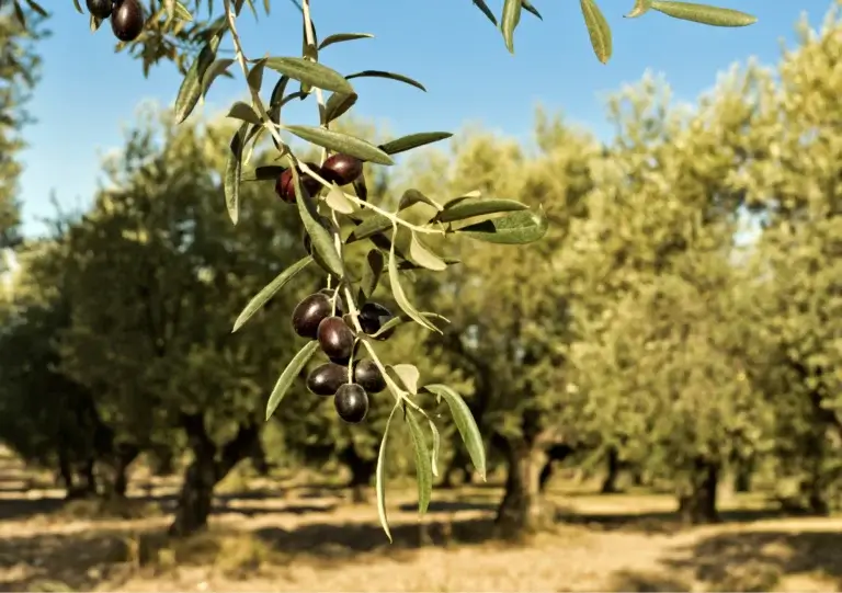 Ramo di olivo con olive mature
