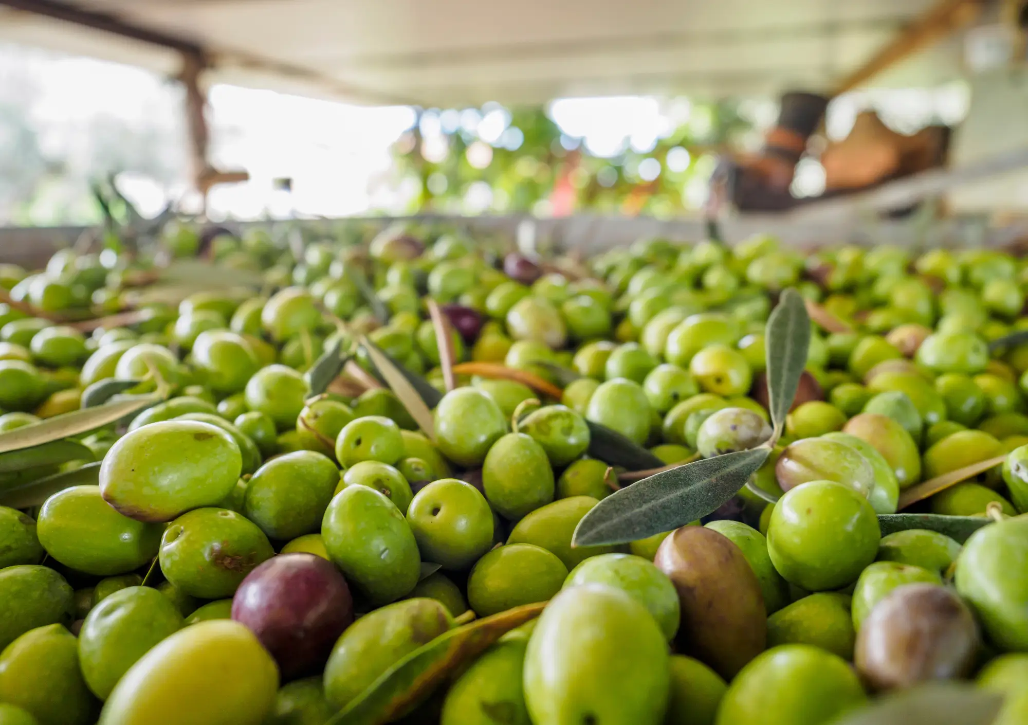 Primo piano di olive verdi fresche appena raccolte