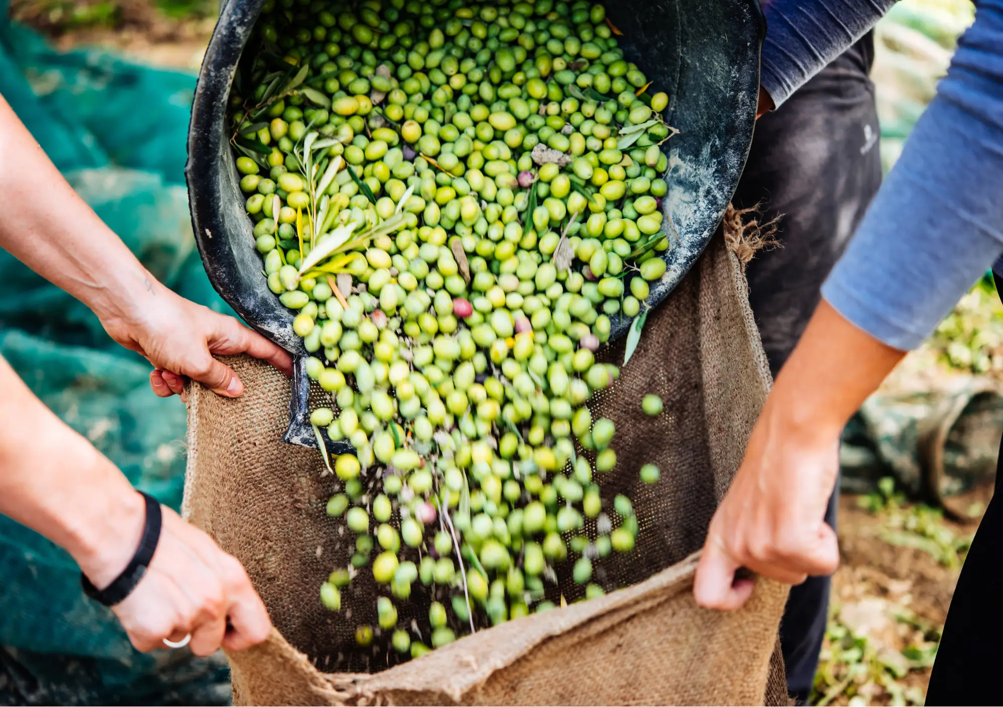 Olive verdi raccolte manualmente e versate nei sacchi di juta