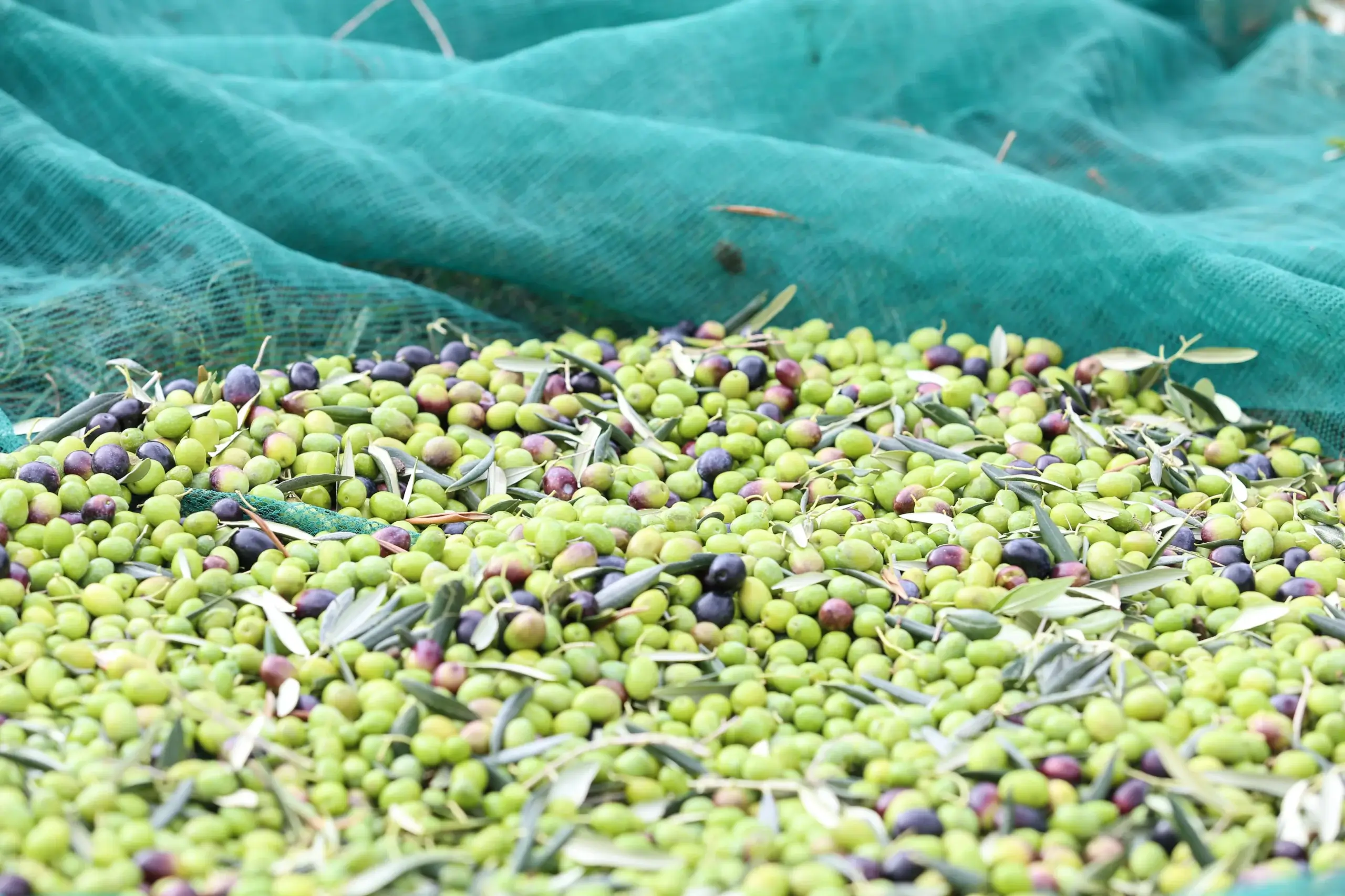 Olive raccolte su reti verdi negli uliveti Terre Caudine