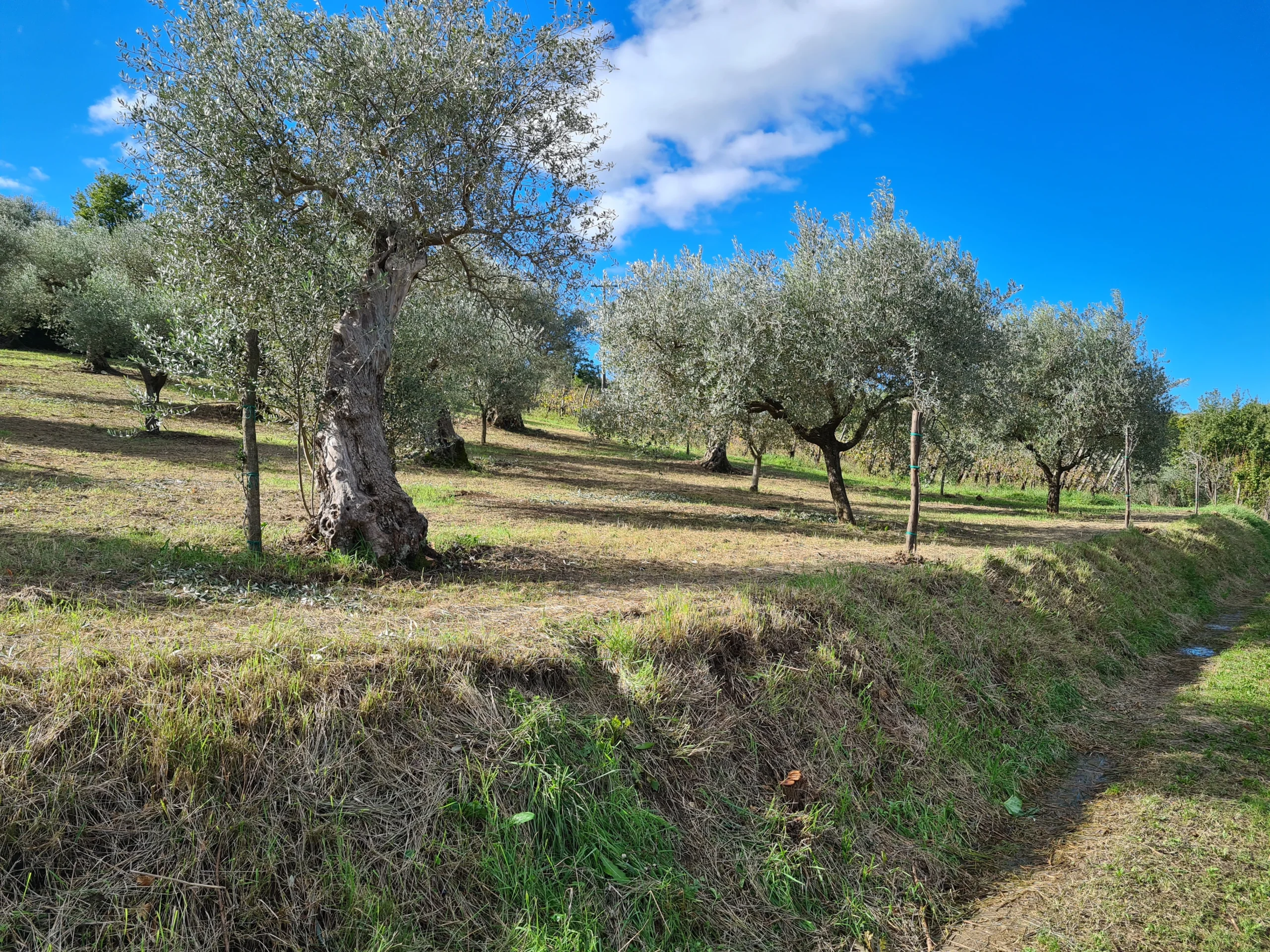 Uliveto con alberi di olivo secolari nelle colline caudine sotto il cielo azzurro