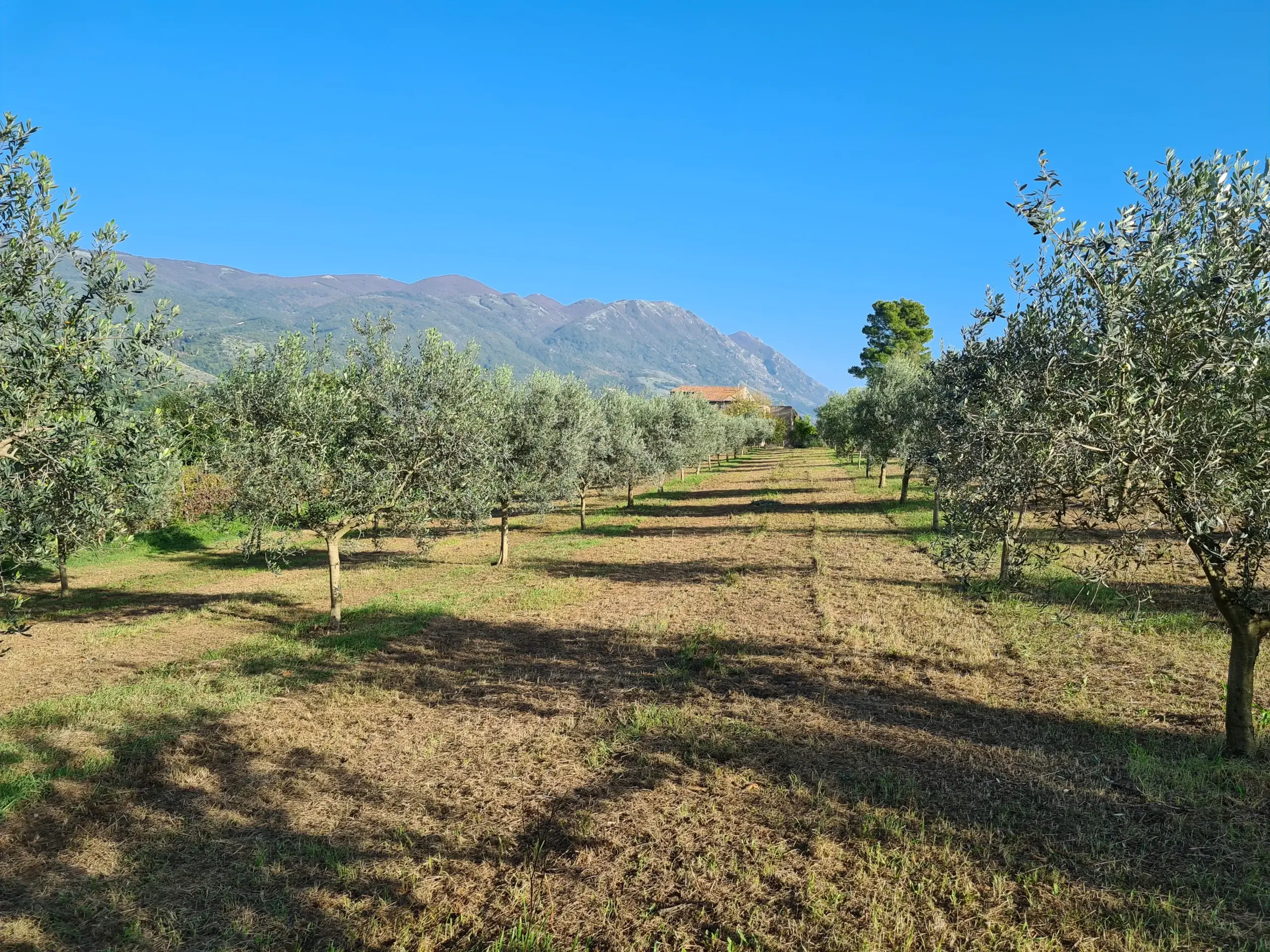 Uliveto Terre Caudine con vista sulle colline e cielo azzurro Titolo: Uliveto con vista colline
