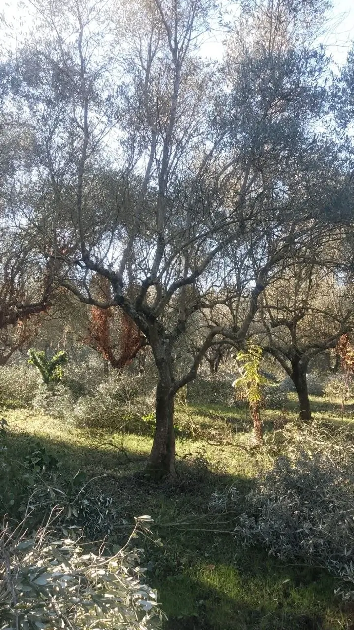 Uliveto Terre Caudine a Sant’Agata de’ Goti – Campania Italia