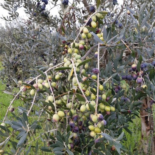 Ulivo Racioppella con olive di diverse tonalità di maturazione