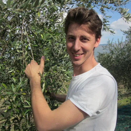 Giovane durante la raccolta manuale delle olive negli uliveti Terre Caudine